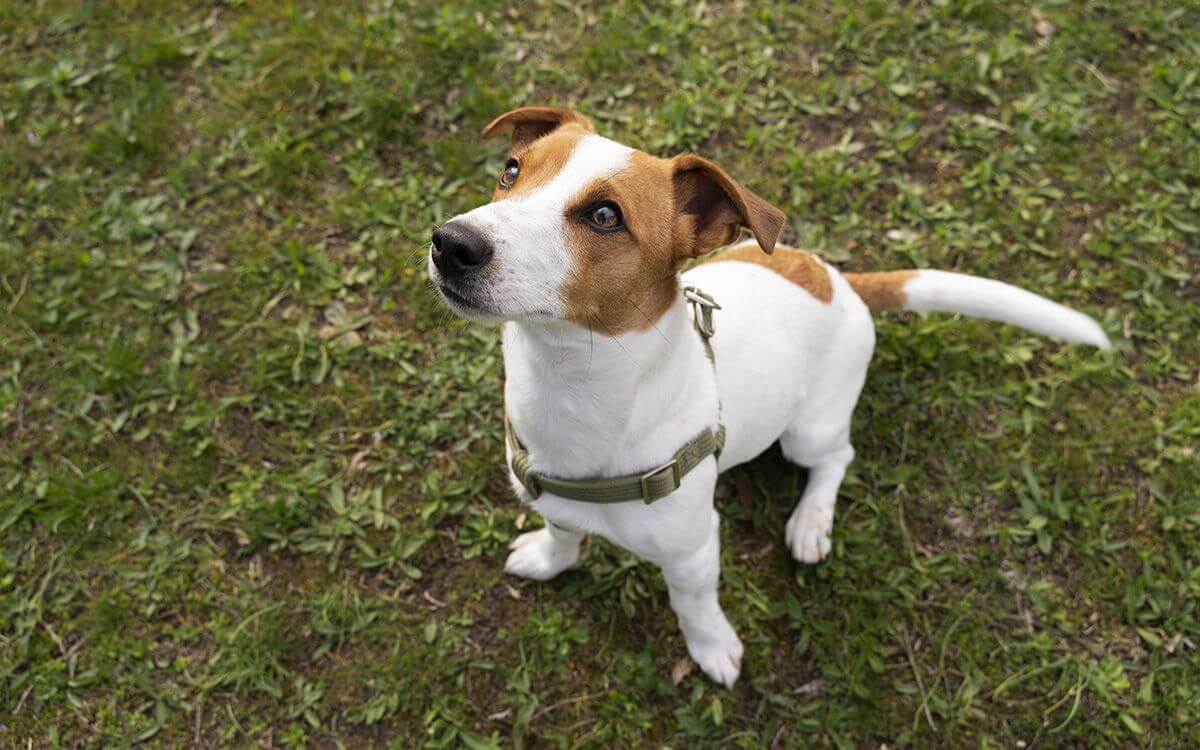 Ako si vybrať výcvikový obojok pre jack russell teriéra