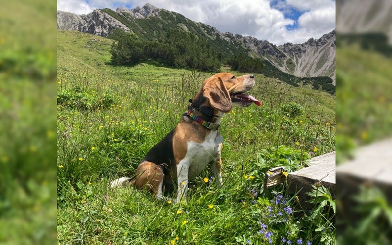 Problém jedenia dobrôt na ulici vyriešený