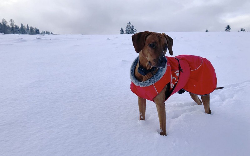Moja sučka to veľmi rýchlo pochopila