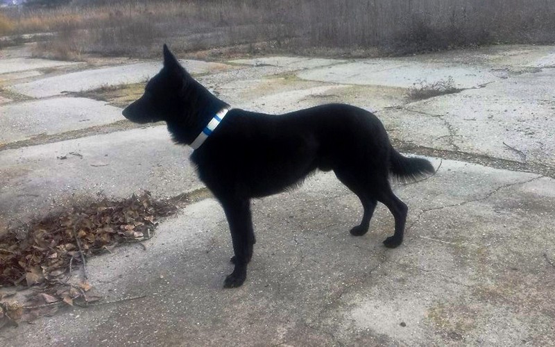 Dvojročný Bony bez tréningu všetko pochopil veľmi rýchlo