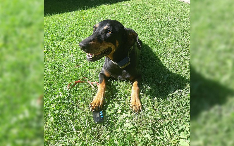 Obojok považujem za mimoriadne robustný a spoľahlivý