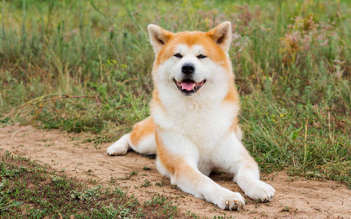 Ako vybrať elektronický obojok pre Akita Inu