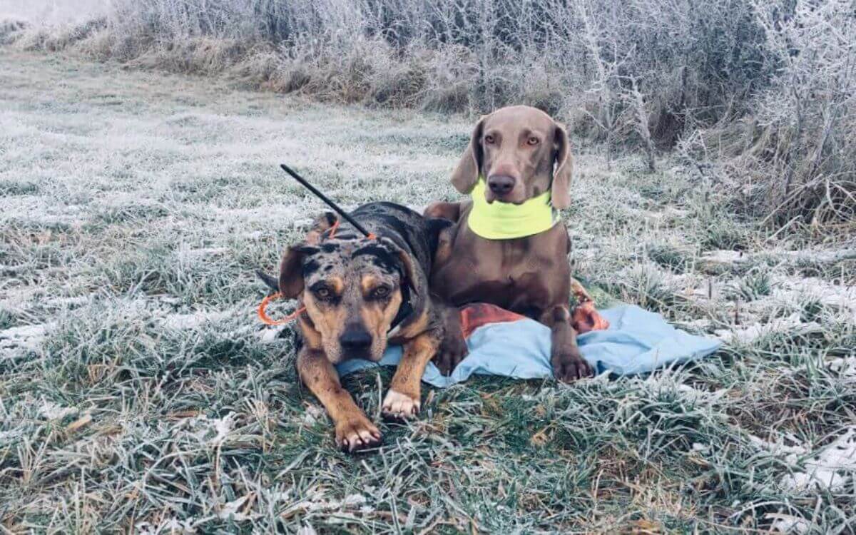 "DOG GPS prekonal moje očakávania"
hovorí Dita Švaříčková
