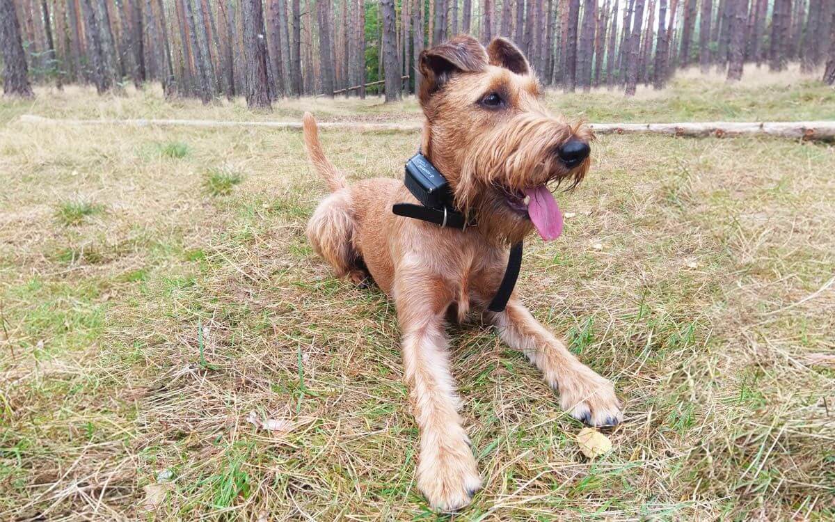 "Vďaka výcvikovému obojku som naučila svojho írskeho teriéra, aby nebehal za zverou a inými psami."
hovorí Jana Kaštánková
