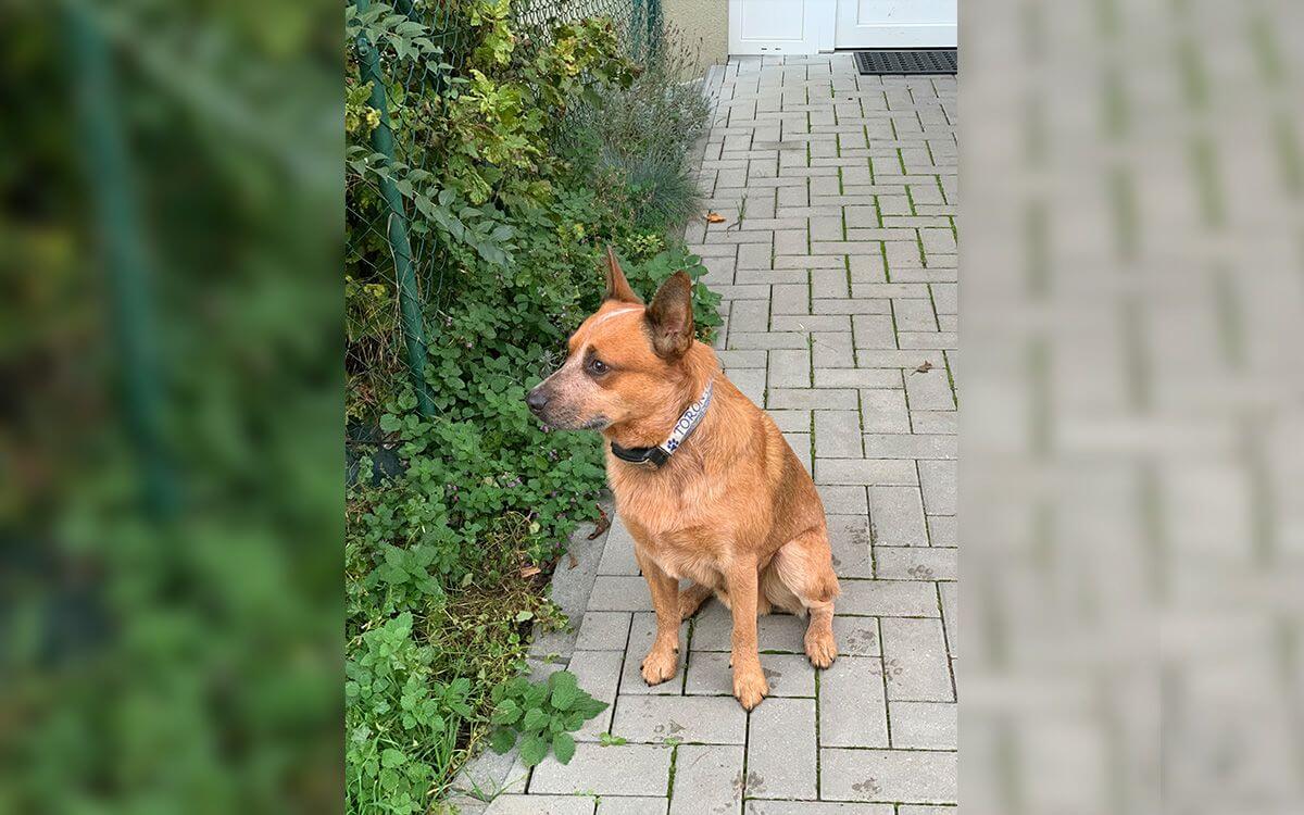 Spokojnosť so školiacim obojokom d-control professional 2000
Zuzana Jeřábková