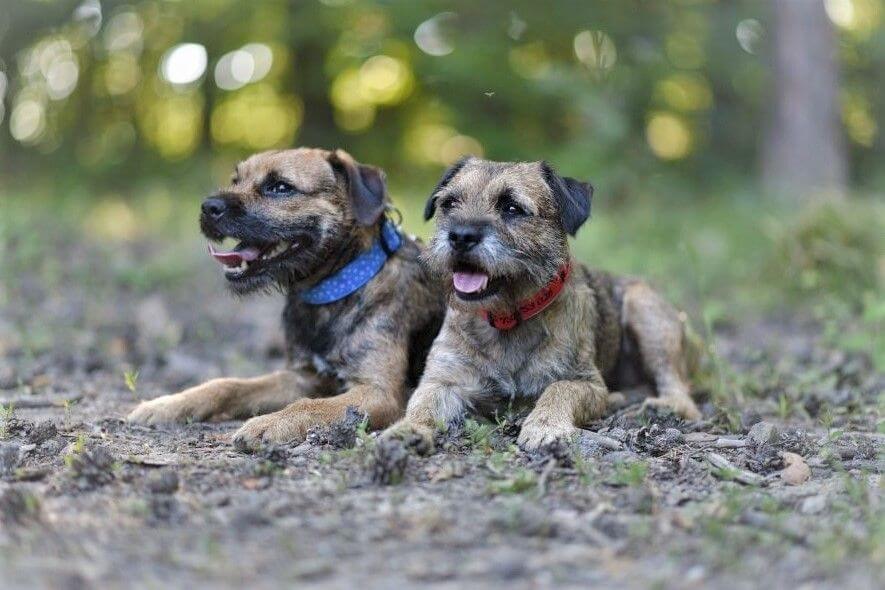 "GPS obojok používame na výcvik a cvičenie poľovných psov"hovorí Radim Fárek