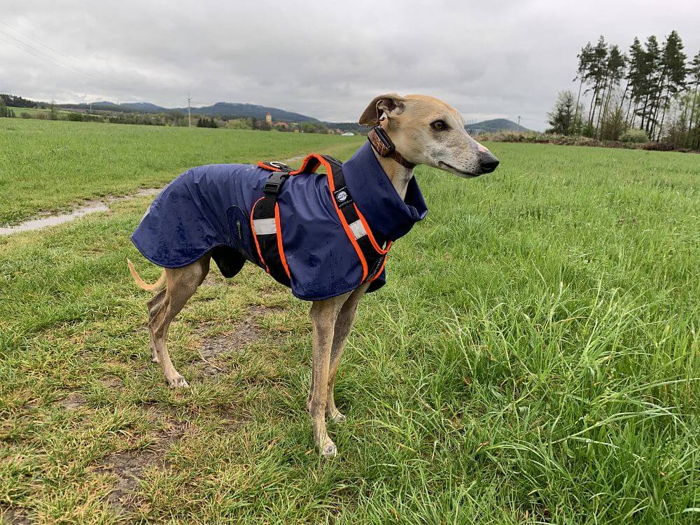 "Pohodlné ovládanie elektronického výcvikového obojku vďaka väčším tlačidlám"
hovorí Drahoslava Krenková
