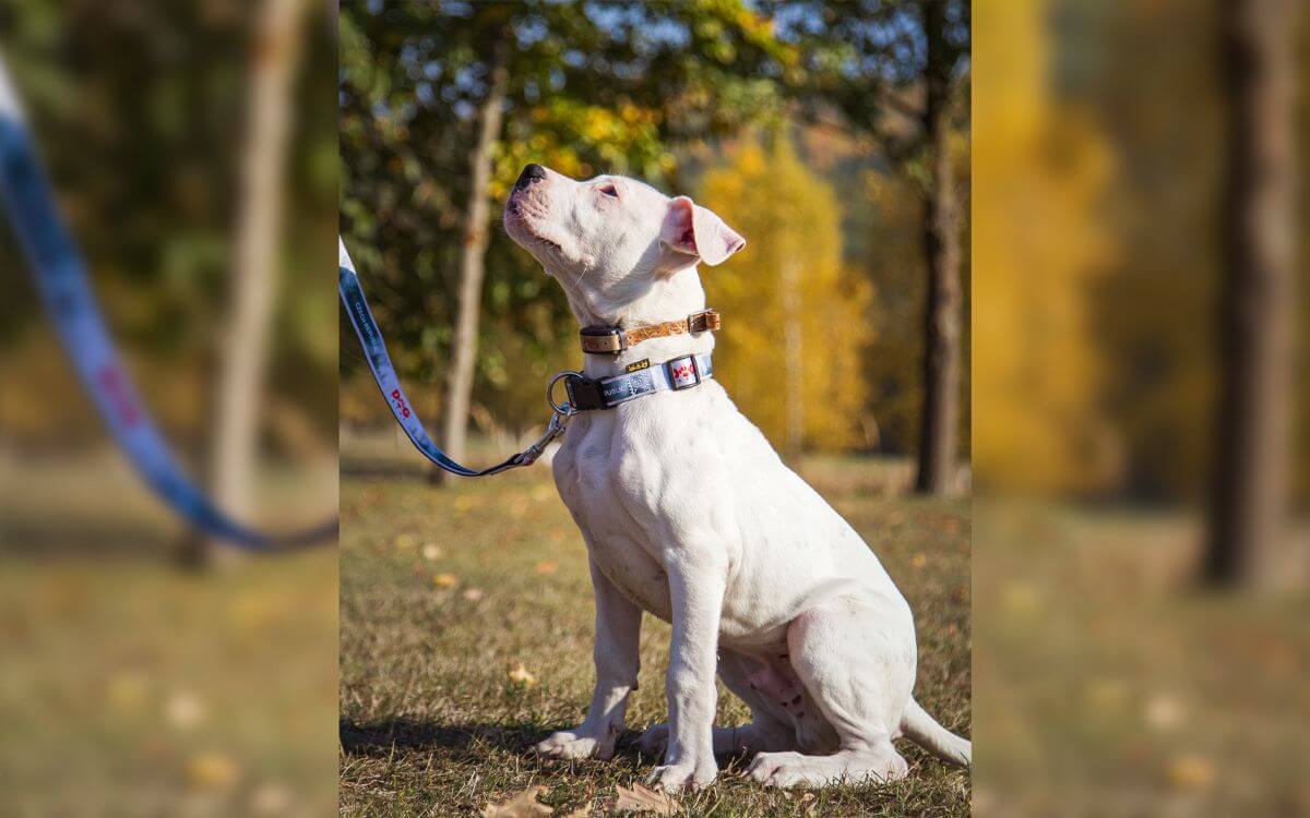 Ako si vybrať výcvikový obojok a obojok GPS pre pitbulla?