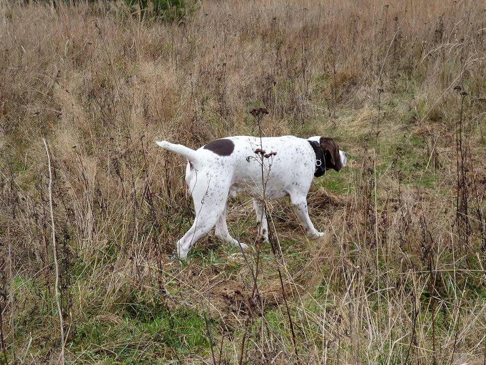 Elektronický obojok pre výcvikové ukazovatele
Pavlína Zachardová