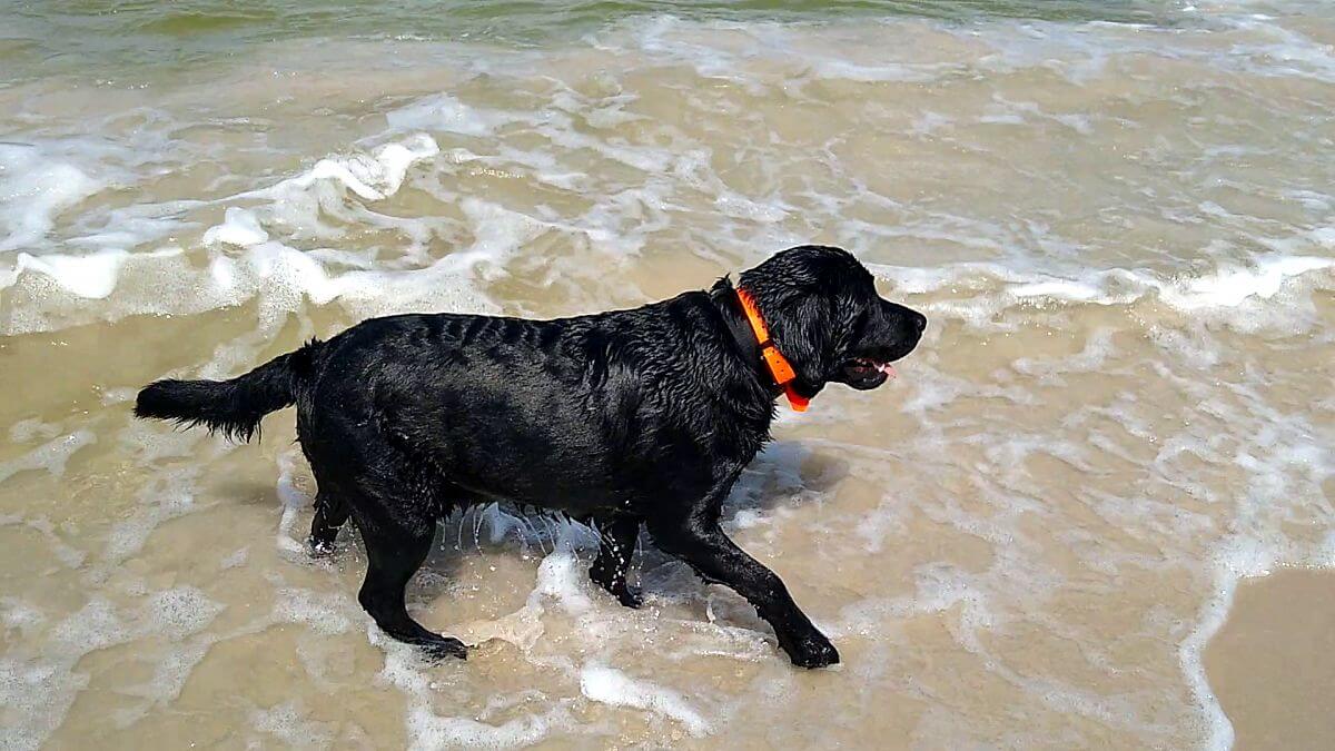 Recenzie z Poľska - Dlhé prechádzky bez strachu
Piotr