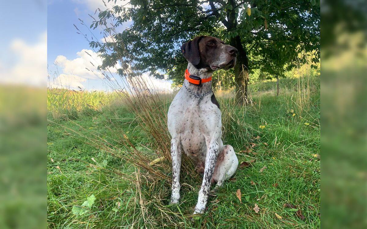 „Poslední možnost proti štvaní zvěře a vběhnutí pod auto“
říká Karolína Konečná