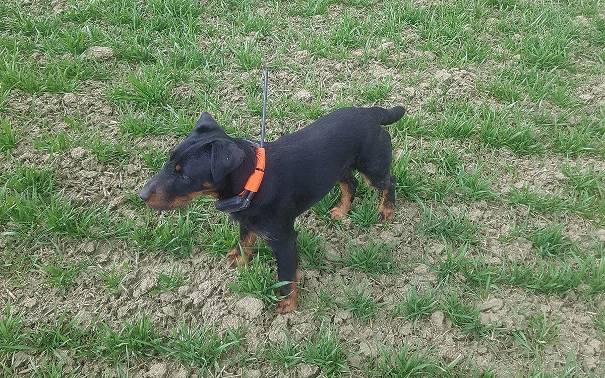 "DOG GPS mi pomáha hlavne pri tréningu a potom aj pri naháňačkách"hovorí Katka Fárková