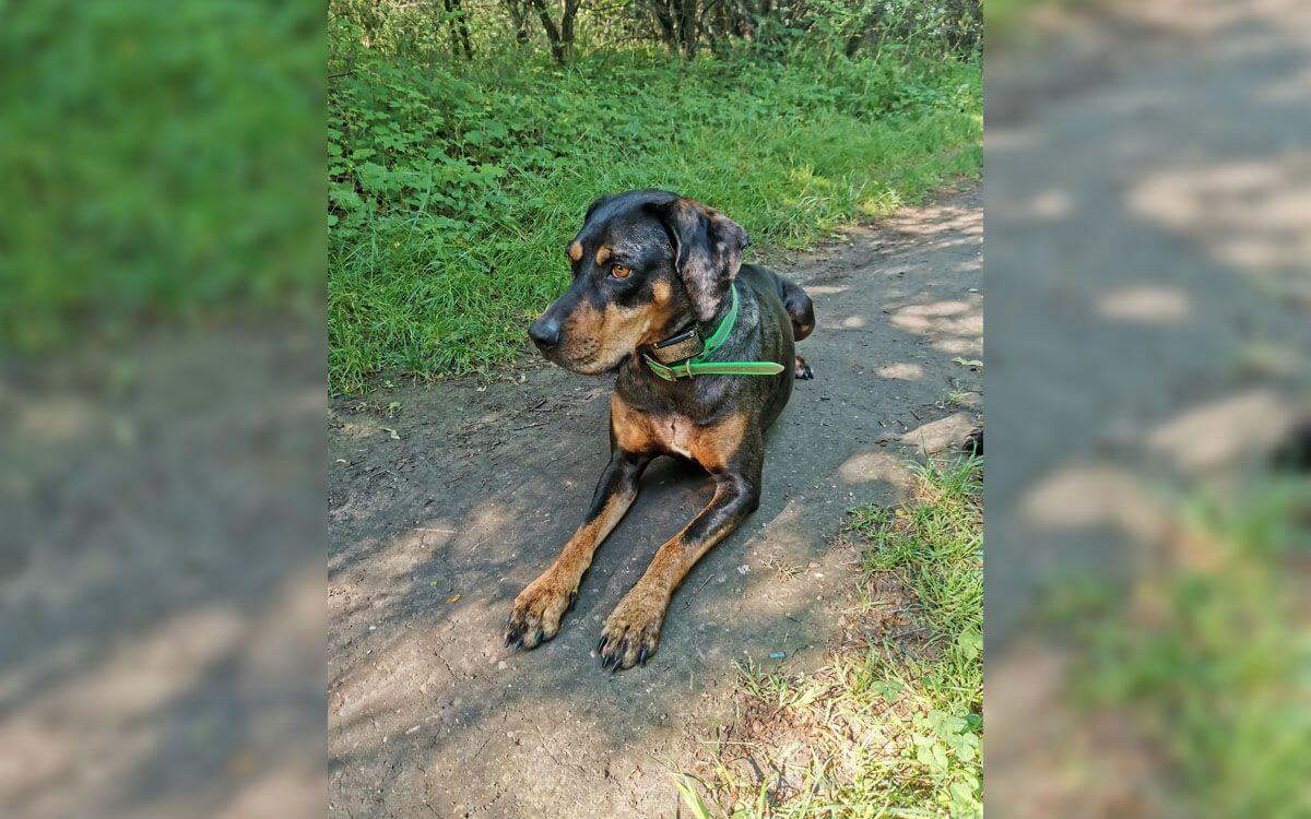 "Vďaka výcvikovému obojku môže byť pes na slobode a zároveň úplne pod kontrolou"
hovorí Marie Jochovicová