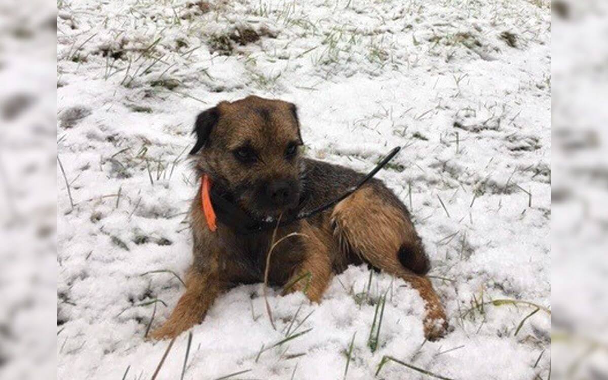 "Každý, kto strávil hodiny a dni hľadaním psa, vie, aká je to úľava, keď vie, kde pes je."hovorí Pavel Pekárek