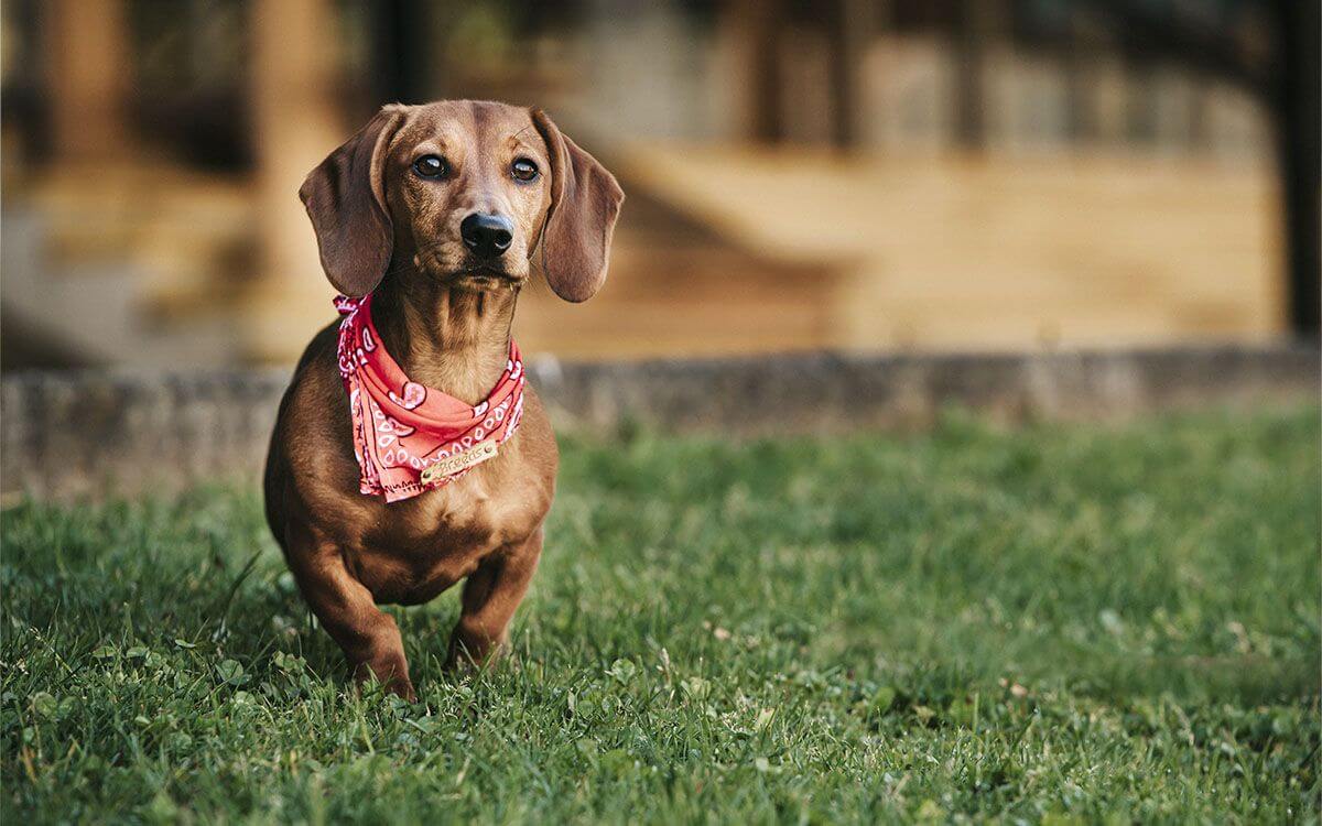 Ako si vybrať výcvikový obojok pre jazvečíka