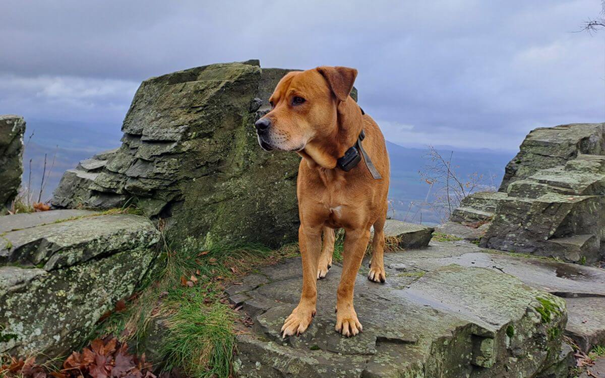 „Na výcvikový obojek Dogtrace nedáme dopustit“
říká Libuše Jandová