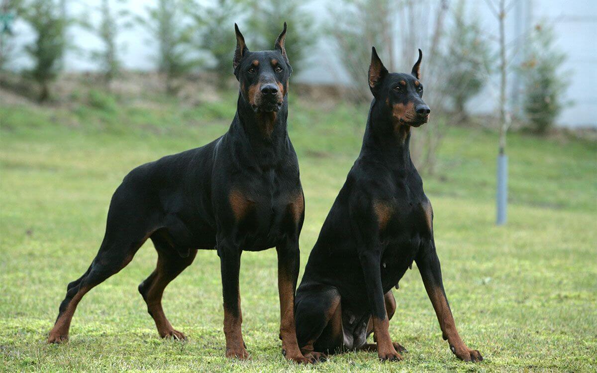 Jak vybrat elektronický obojek pro dobrmana