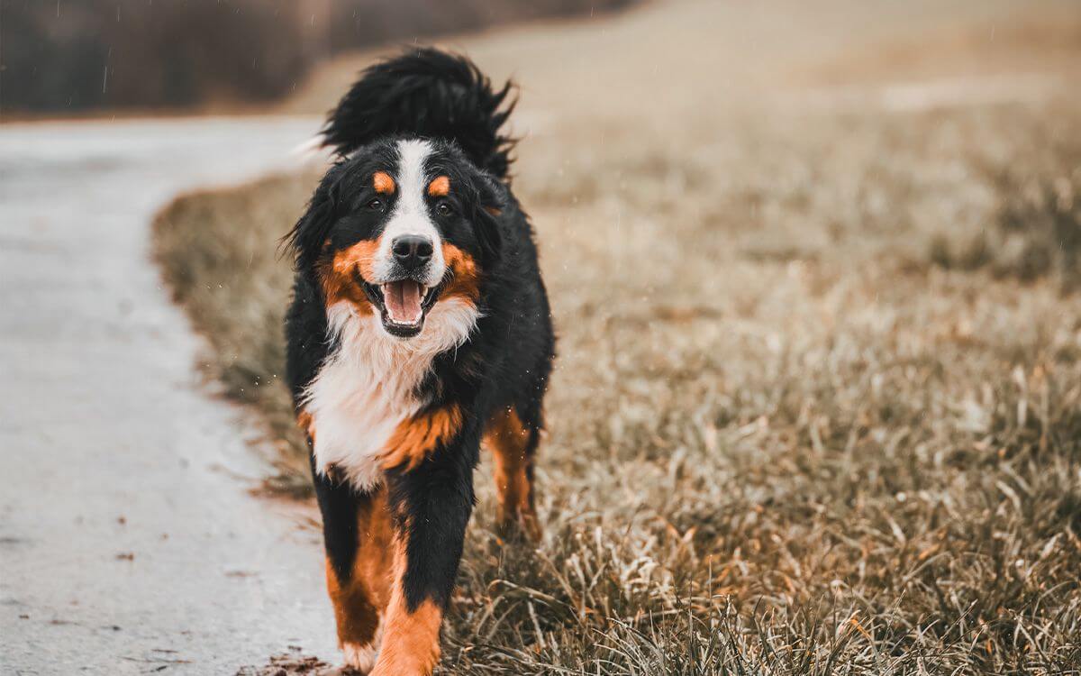 Ako vybrať elektronický obojok pre bernského salašníckeho psa
