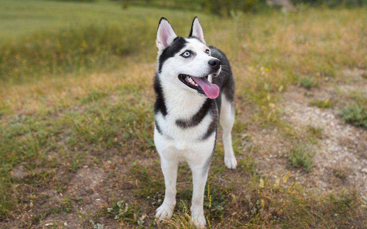 Jak vybrat elektronický obojek pro huskyho