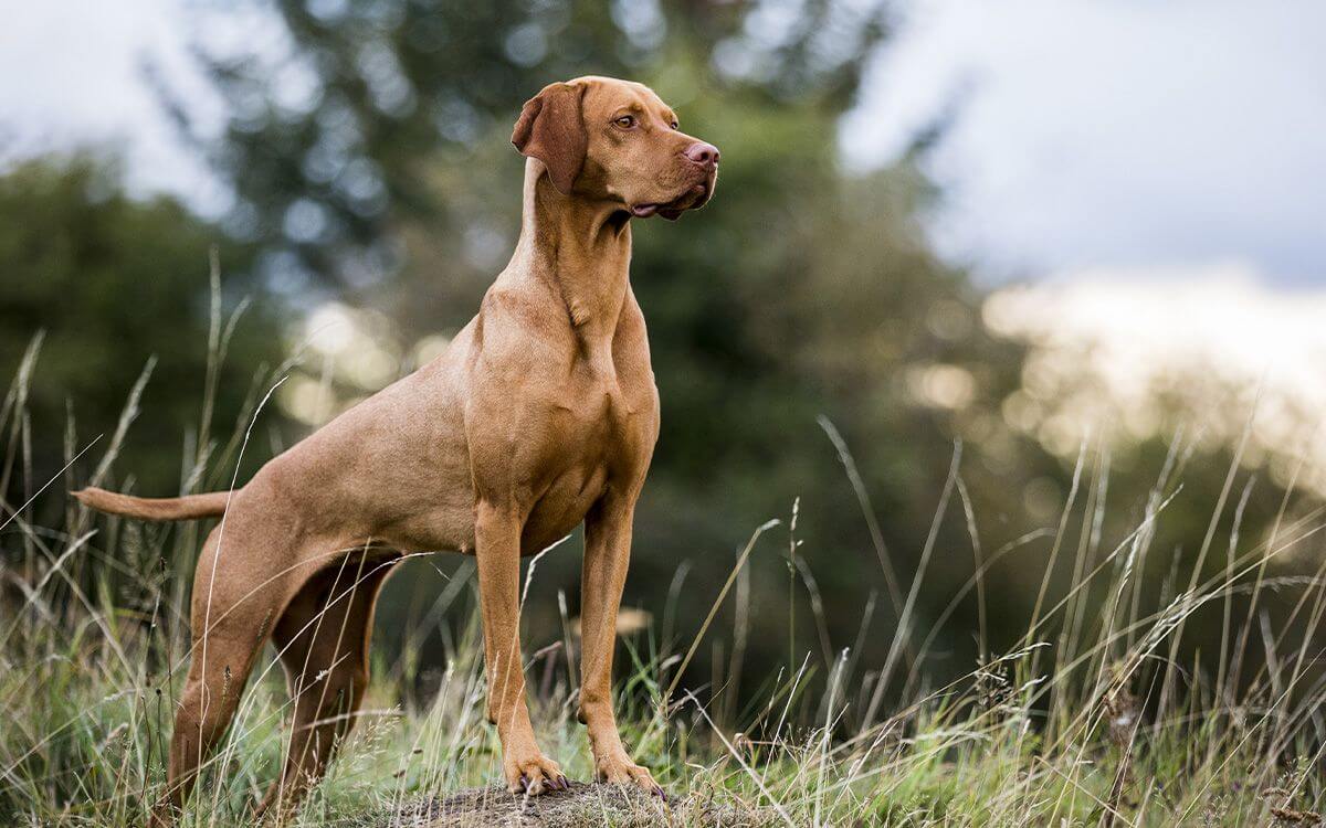 Moderní výcvik loveckých parťáků aneb jak vycvičit lovecké psy
