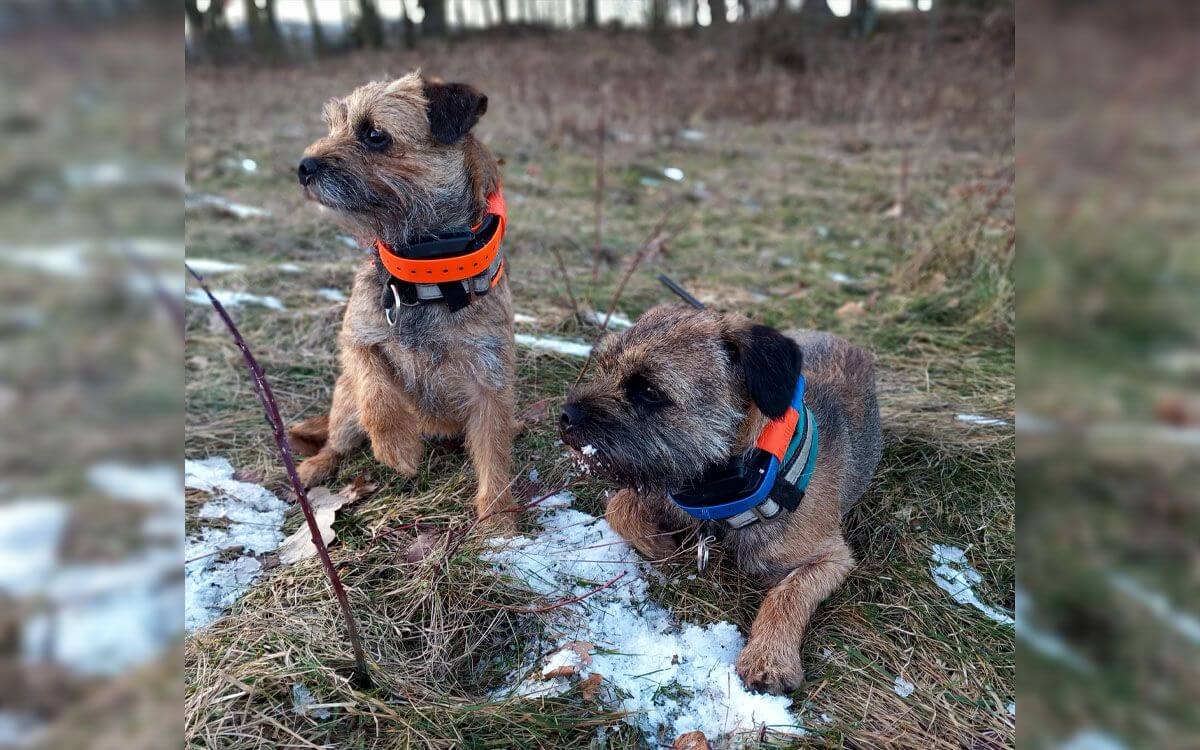 "I když se GPS obojek zdá veliký, neměl s ním pejsek sebemenší problém"říká Sandra Miklínová 
