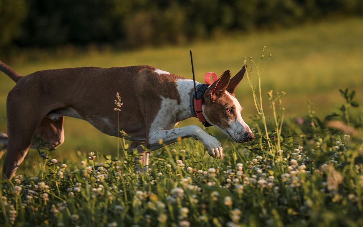Ako naučiť psa sledovať pomocou obojku GPS
