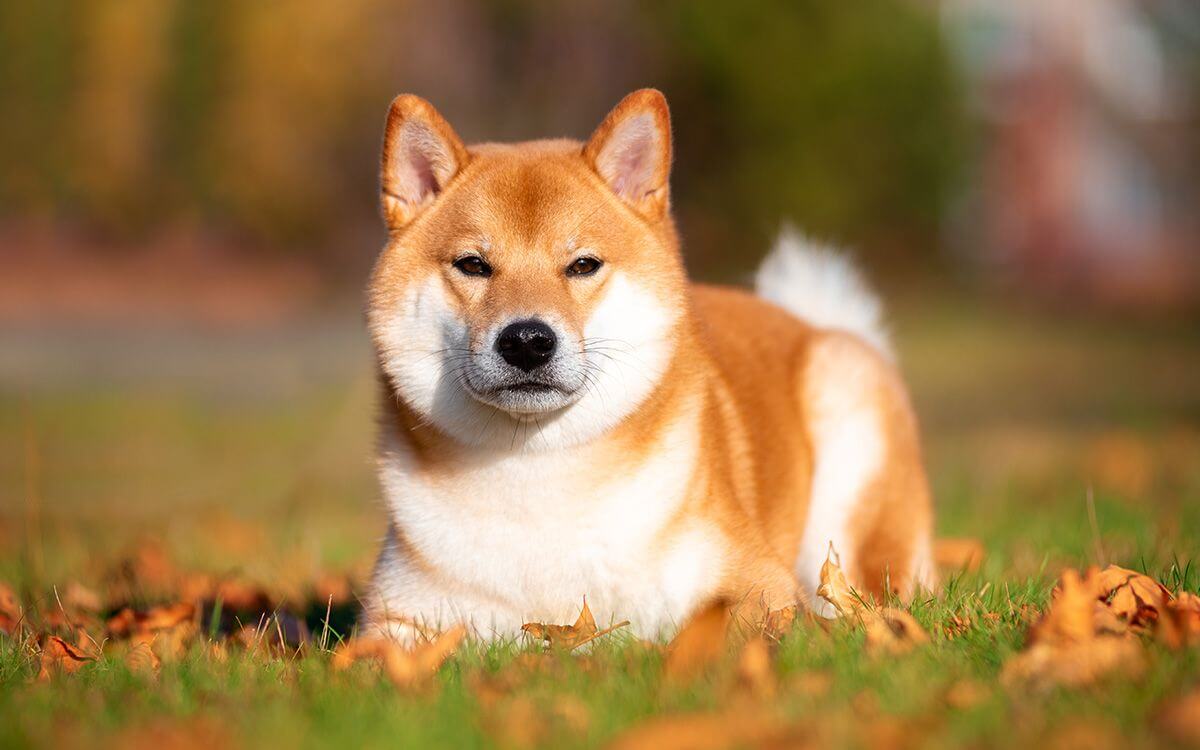 Jak vybrat výcvikový a GPS obojek pro Shiba-Inu