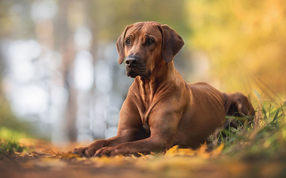 Ako vybrať elektronický obojok a obojok GPS pre ridgebacka
