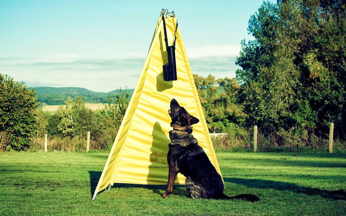 Efektívny výcvik psov s elektronickými podávačmi a vyhadzovačmi d-ball