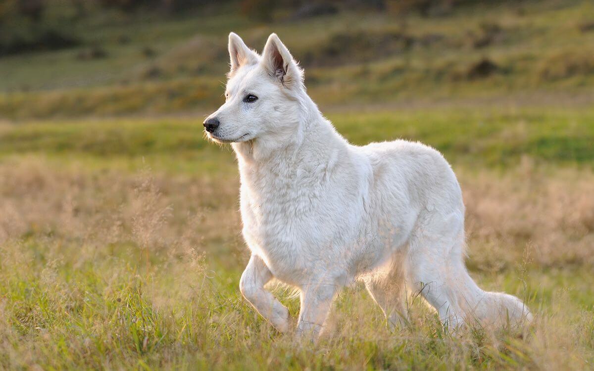 Ako vybrať elektronický obojok pre bieleho švajčiarskeho ovčiaka