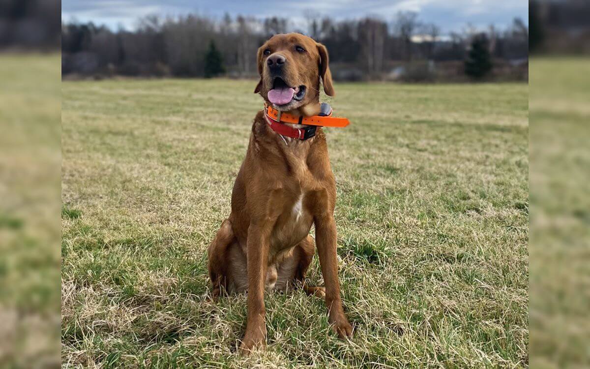 "S Medom si užívame dlhé prechádzky kdekoľvek a bez obav"hovorí Šárka Štiková 