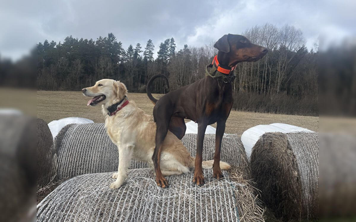 "Prechádzky sú zrazu uvoľnené, pokojné a zvieratá sa nás nemusia báť"hovorí Naděžda Šejdová