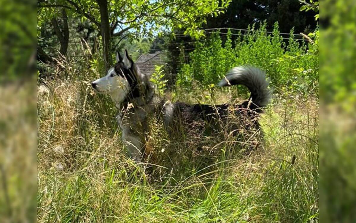 "S obojkem d-control 1000 se nám s Lucky podařilo venčení na volno na poli i v lese"říká Jiří Roušar