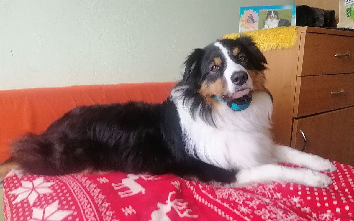 "Výcvikový obojok d-control 900 AQUA spray používame nielen na tréning, ale aj na prechádzky" hovorí Michaela Lestanová