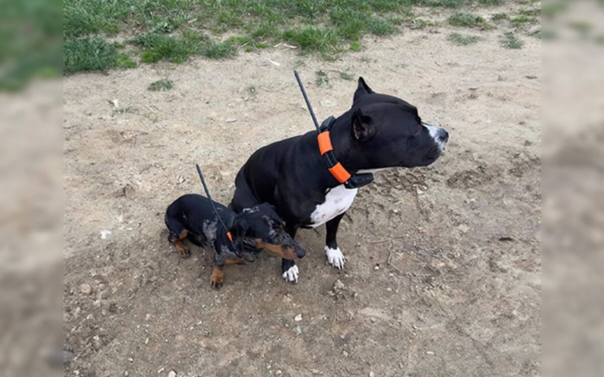 "Obojok Dogtrace DOG GPS X30T máme už tri roky a neviem si predstaviť nič lepšie"hovorí Henrieta Vargončíková 