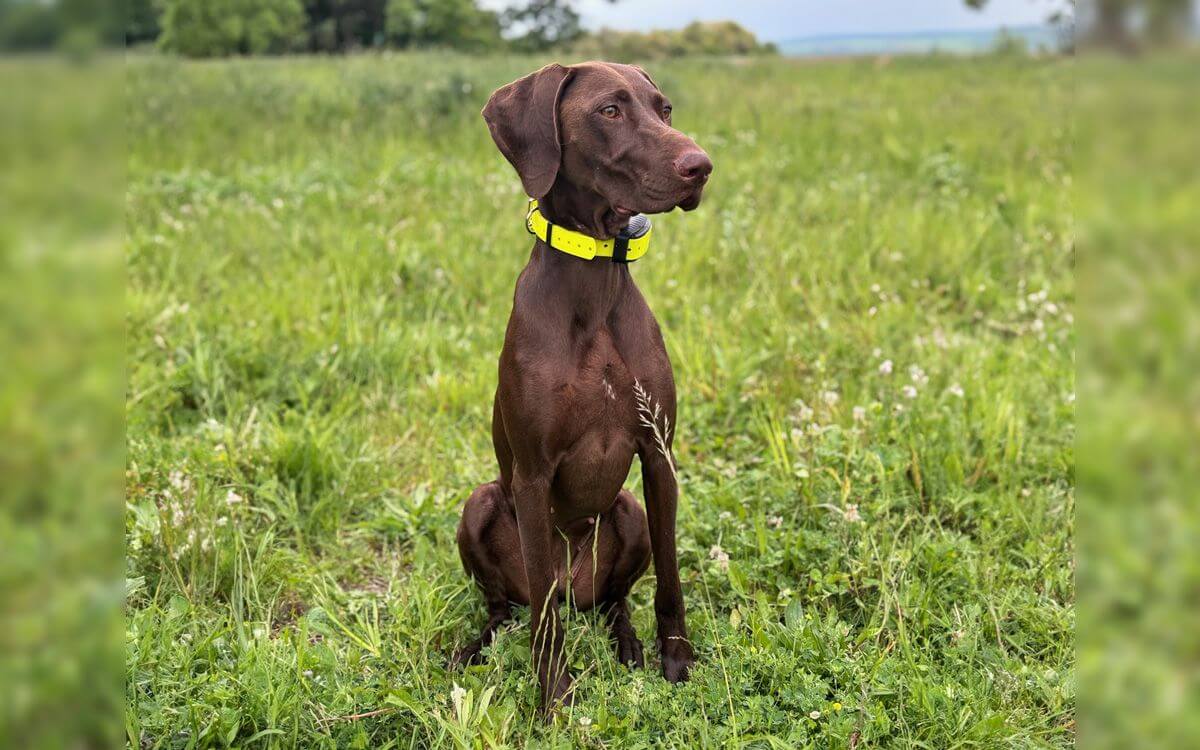 „Máme výcvikový obojek d-control professional 2000 a jsme nadmíru spokojení“říká Lucie Floriánová