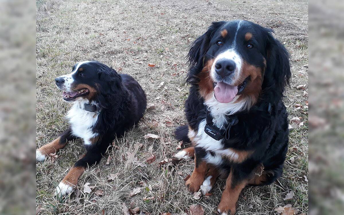 Elektronický obojok d-control 1000 je dobrým pomocníkom už 8 rokov"hovorí Petr Hanyka