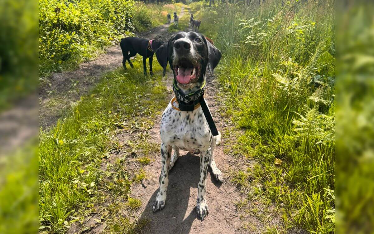 "Thanks to the electronic collar d-control Edge I can give all my dogs freedom even in the forest" says Aneta Konvalinová I Europeans CZ