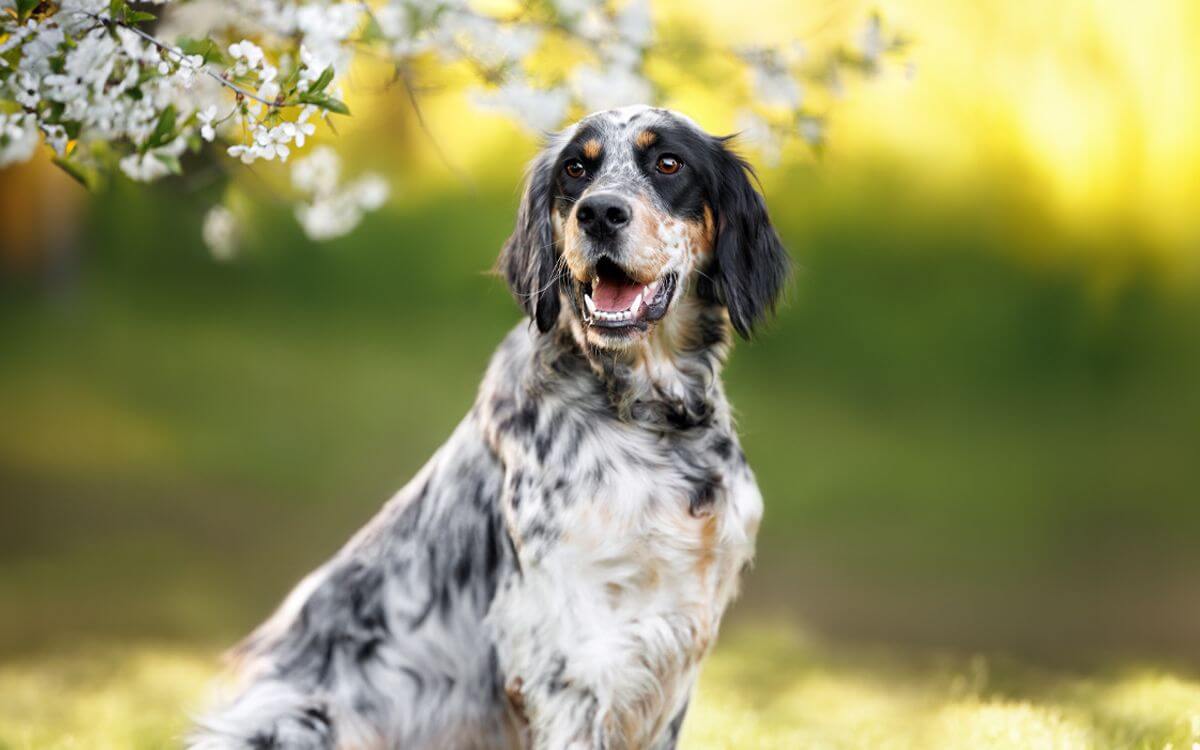 Ako si vybrať výcvikový obojok a GPS obojok pre anglického setra