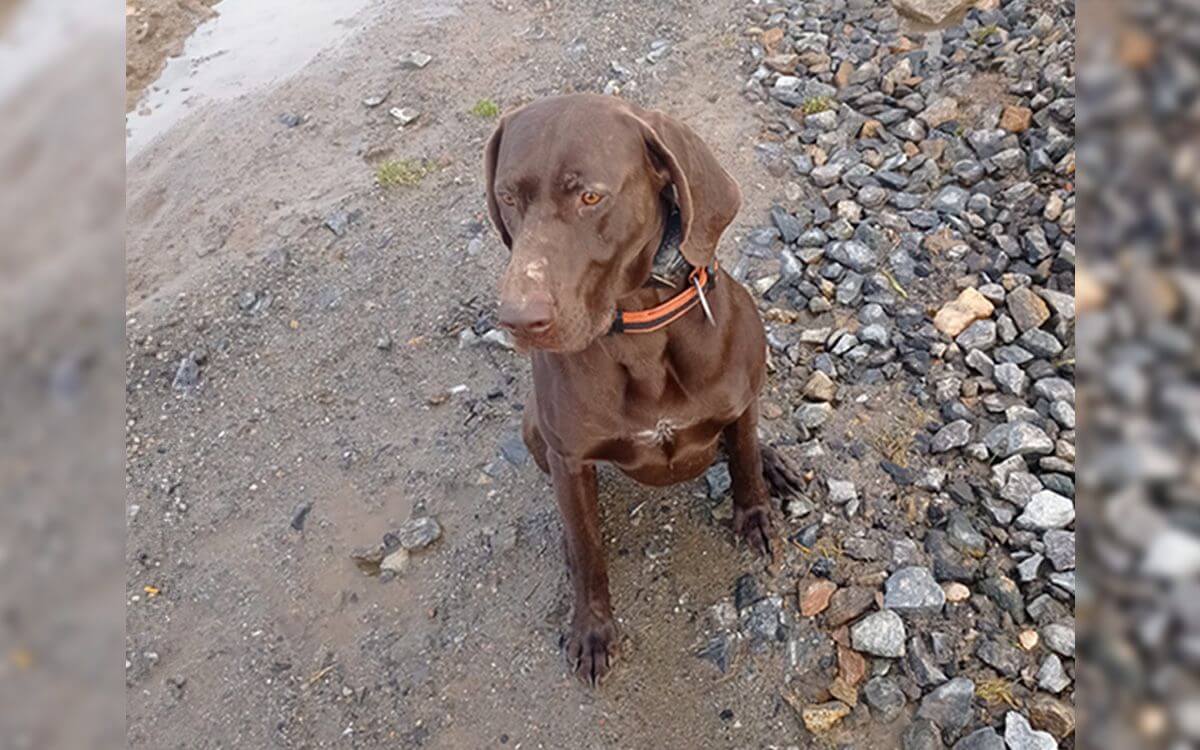 "Už si neviem predstaviť prechádzky bez elektronického obojku"hovorí Lucie Petrlíková