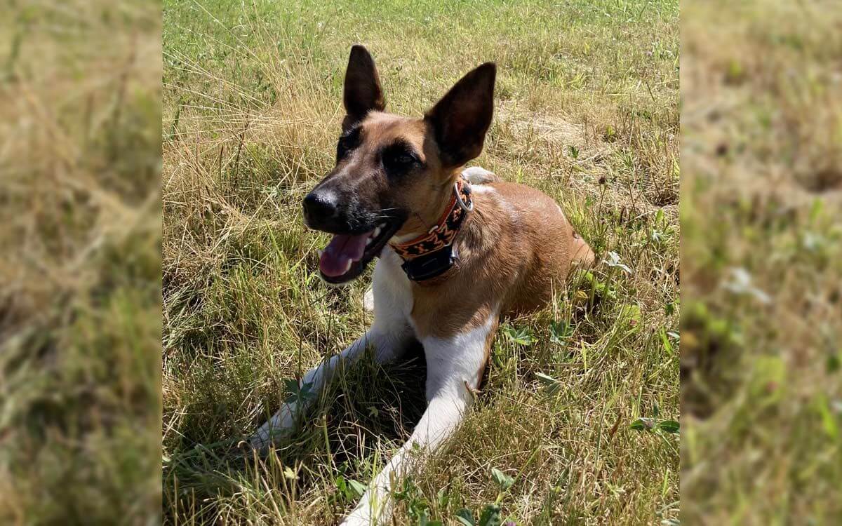 "Iriska si užíva slobodu s elektronickým obojkom d-control professional 2000 ONE"hovorí Lucie Zdichyncová