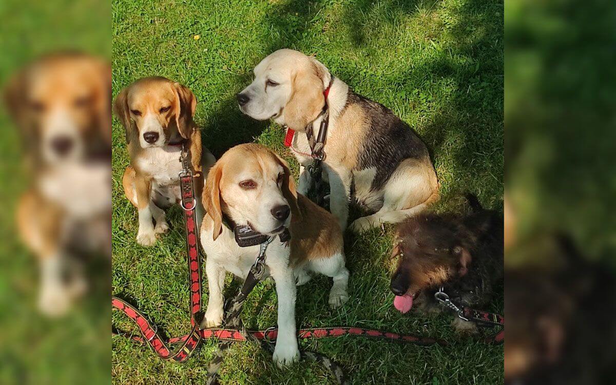 "Elektronický obojok d-control 600 používam už asi 20 rokov"hovorí Anna Johnová