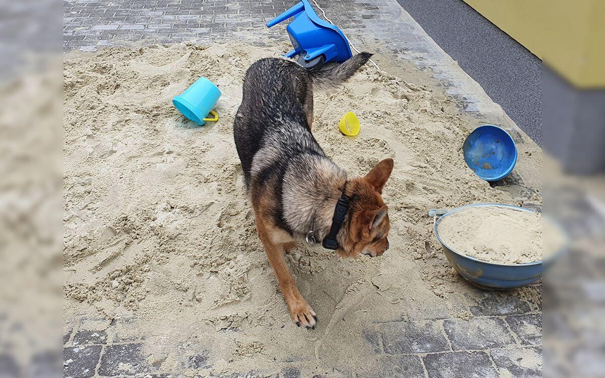 "Na tréning používam výcvikový obojok d-control 1600 a som s ním spokojná"hovorí Eva Valouchová