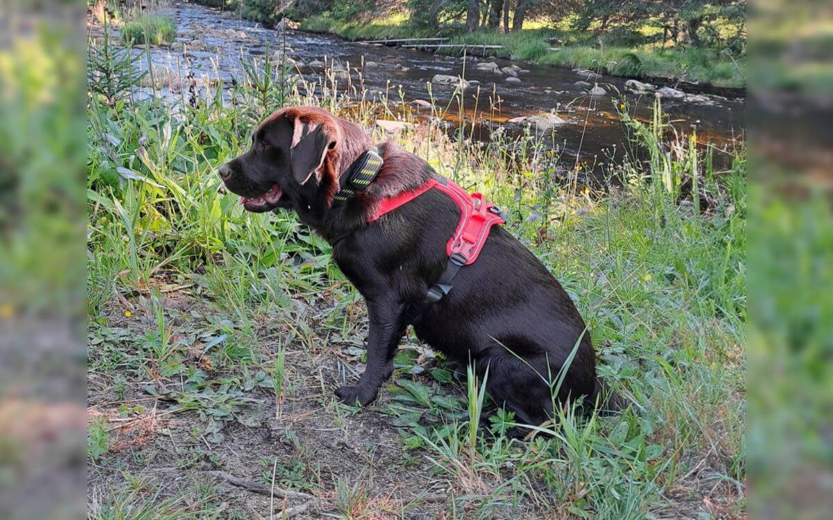 "Výcvikový obojok d-control professional 2000 nám umožnil bezpečne venčiť bez vodítka"hovorí Alena Poláková