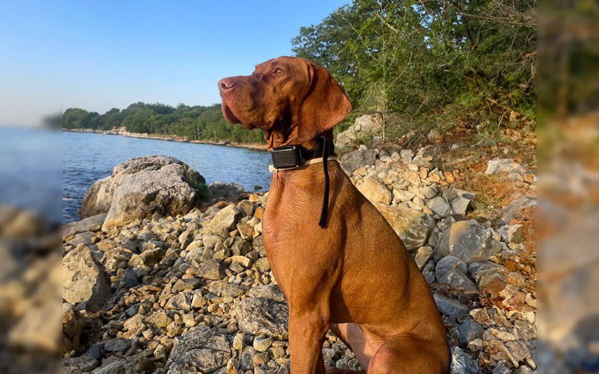 "Výcvikový obojok d-control 1000 používam už 12 rokov"hovorí Renata Molnárová