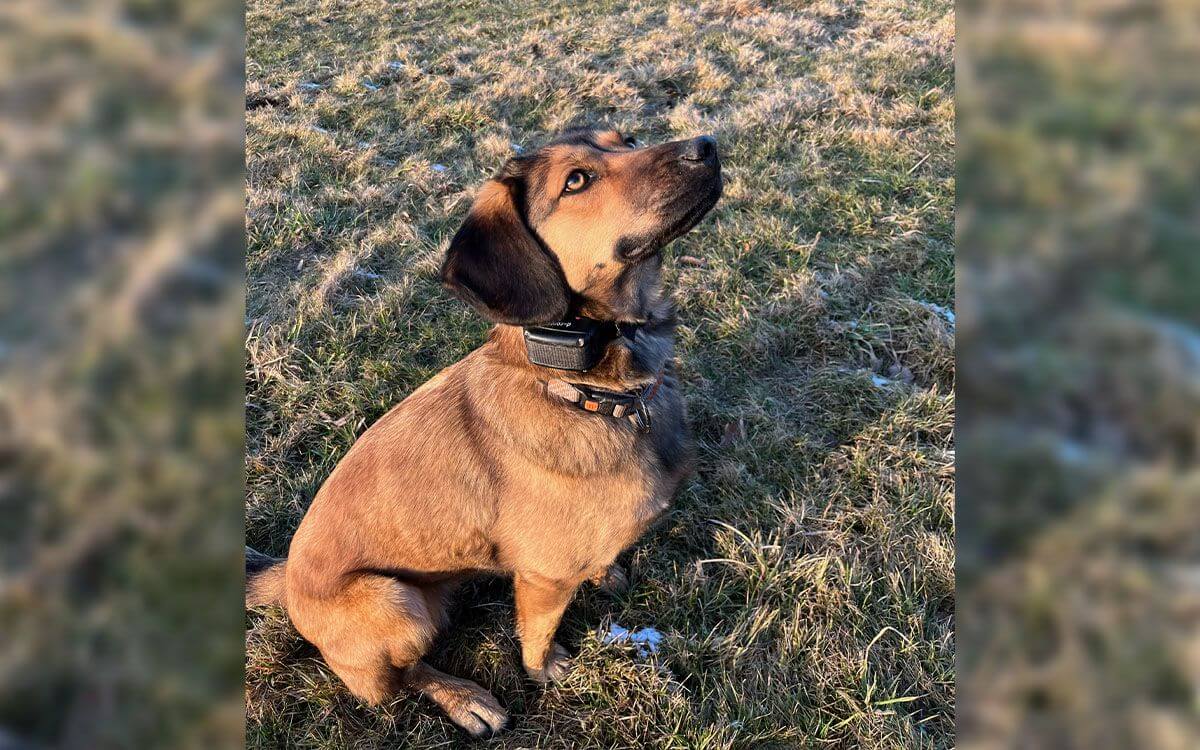 "S výcvikovým obojkom d-control 400 sme veľmi spokojní"hovorí Lenka Skácelová