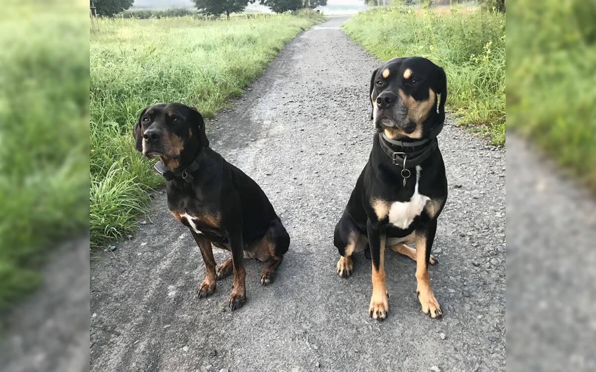 "S výcvikovými obojkami sa mi pracuje veľmi dobre"hovorí Dagmar Adámková