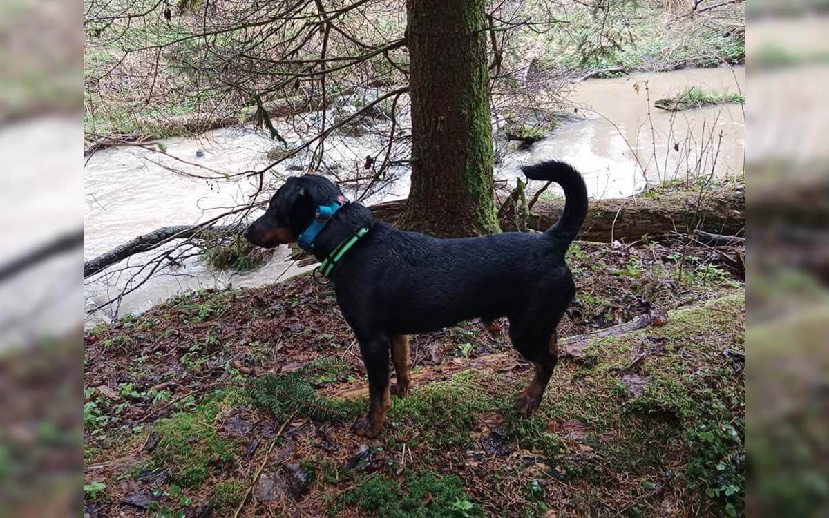 "S obojkom d-control 200 mini je výcvik super"hovorí Tomáš Vodochodský