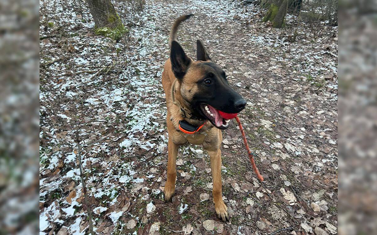 "Práca s obojkom d-control professional 1000 je príjemná"hovorí Patrik Knopf