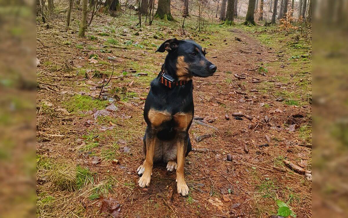 "S obojkom d-control 600 má Grace super poslušnosť"hovorí Lucie Knotová